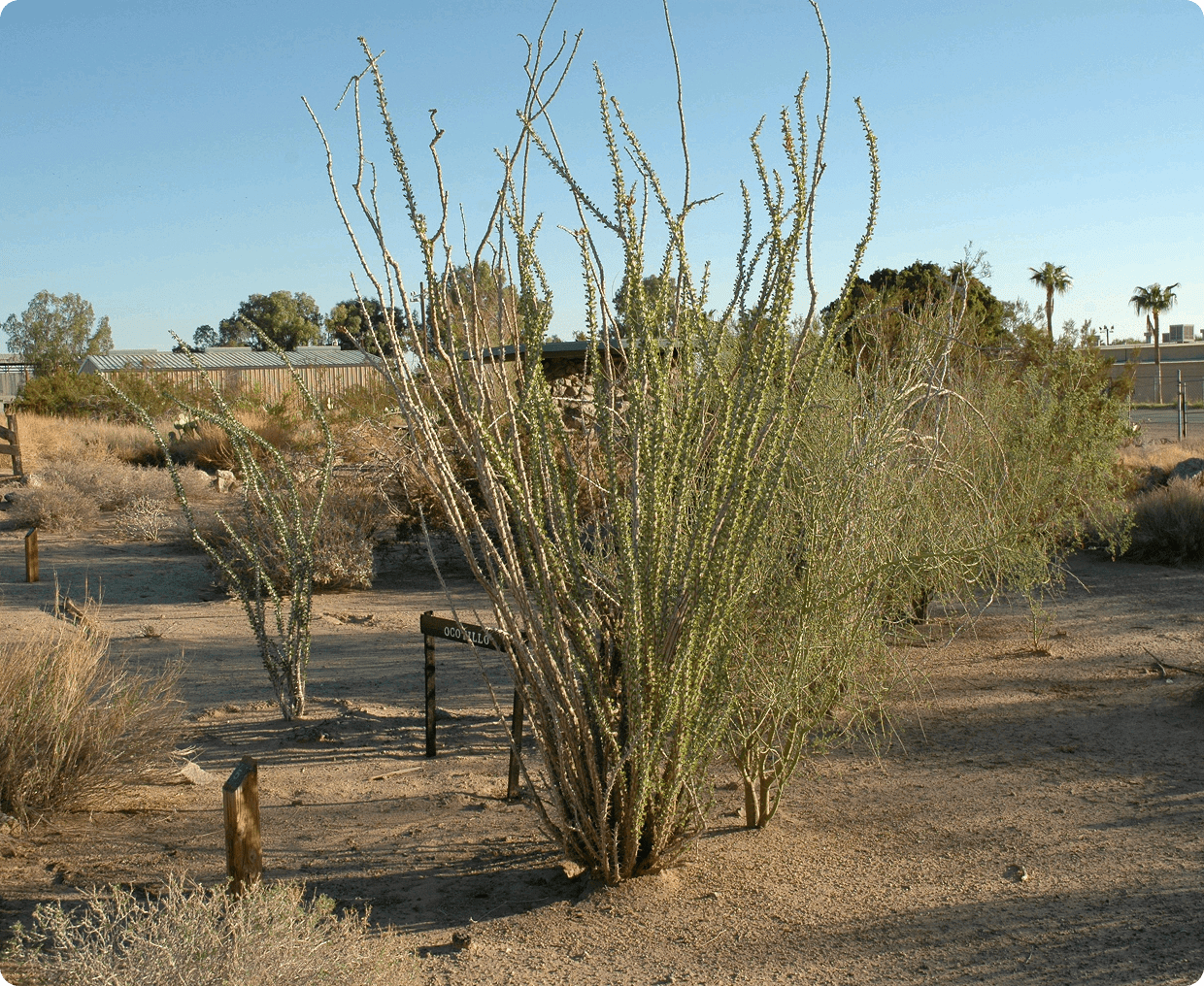 Dry desert scene with scattered vegetation