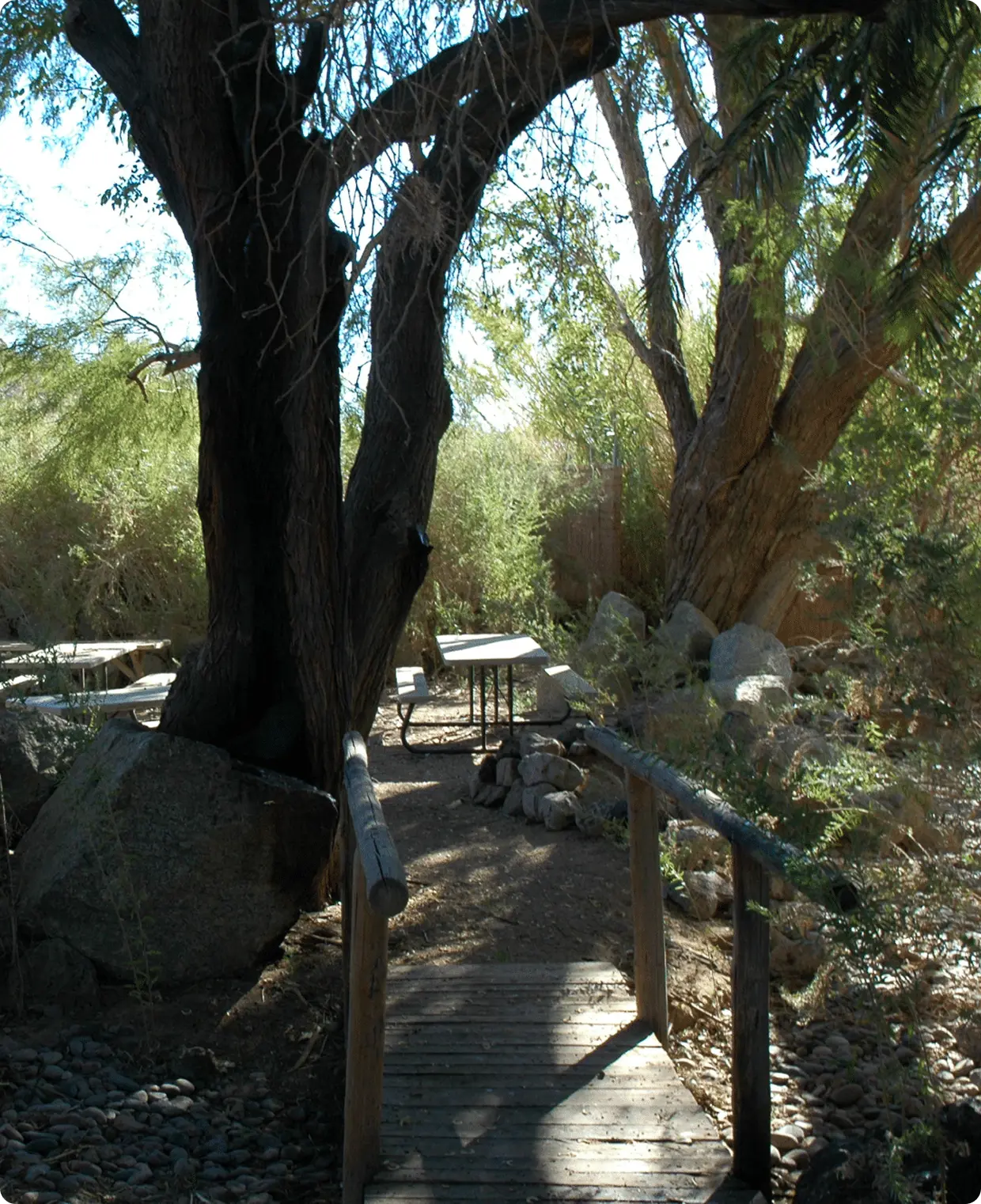 Wooden bridge under trees