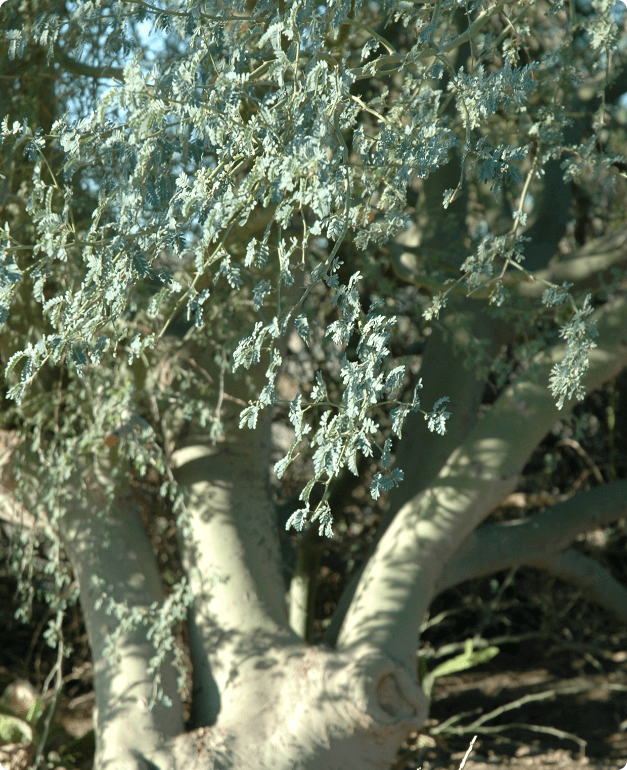 Sunlit branches of a desert plant